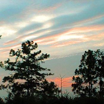 Sky in the pines. / kr NC