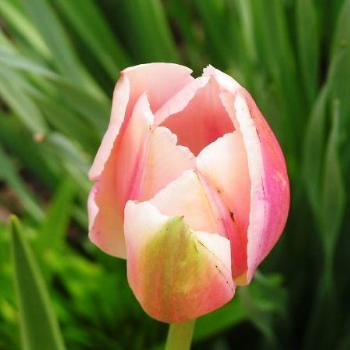 <b>Tulip from the garden   Sue / OK</b>