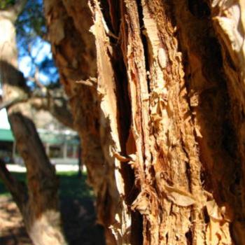 SLJ08 Melaleuca linariifolia Paperbark 3 Kate/Sydney