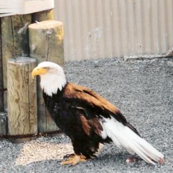 Wounded Eagle at Fort Richardson Anchorage Alaska  Sue/Ok