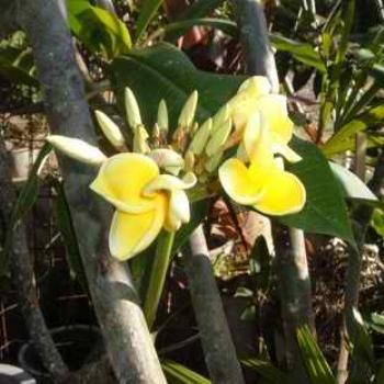 Frangipani, Gazebo Hotel, Sanur. Lori/Adel