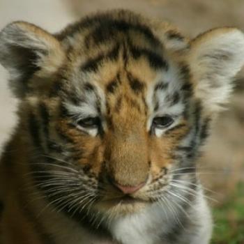 <b>Tiger cub Toronto Zoo (Chayote)</b>