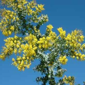 <b>Cootamundra Wattle - in flower against a winter sky</b>