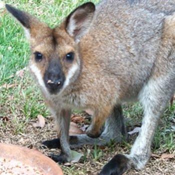 <b>Black Striped Wallaby - Minnie</b>