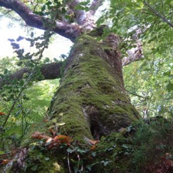 Tree in Bridle Lane, Cornwall