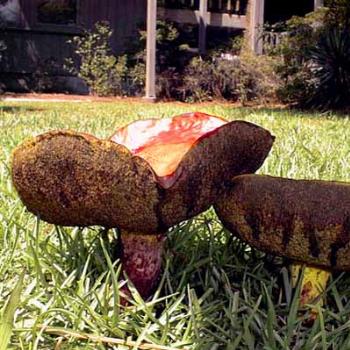 <b>Interesting fungi in my front yard. We call these "toad stools." / kr NC</b>