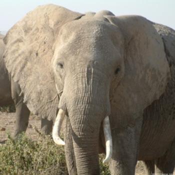 <b>Elephant (obviously!), Amboseli, Kenya</b>