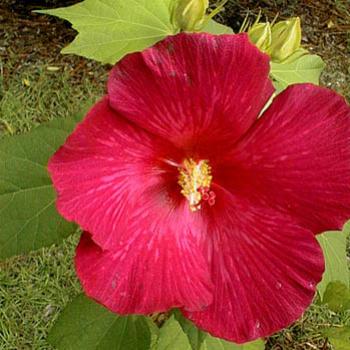 <b>Confederate Rose (Hibiscus) / kr NC</b>