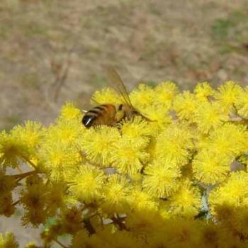 <b>Bee on Cootamundra Wattle blossom</b>