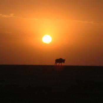 Wildebeest at Sunset, Amboseli, Kenya