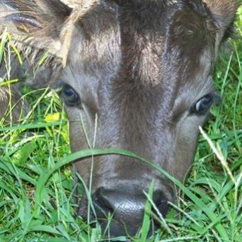 Dexter Calf just born - Minnie