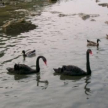 <b>Black swans in Gueyyang China</b>