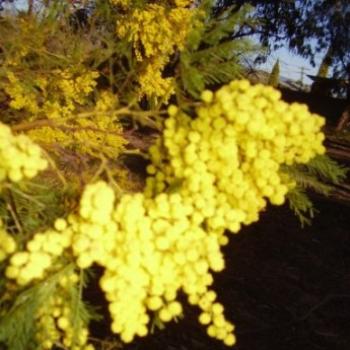 wattle flowers/ joann