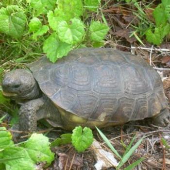 <b>Gopher Tortoise (Gopherus polyphemus)</b>