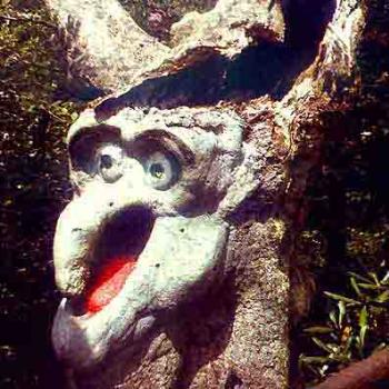 <b>A tree goblin on Beech Mountain, NC USA / kr NC</b>