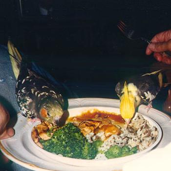 Prego and Ramen take over the dinner table.  Honest, he didn't eat them! / kr NC