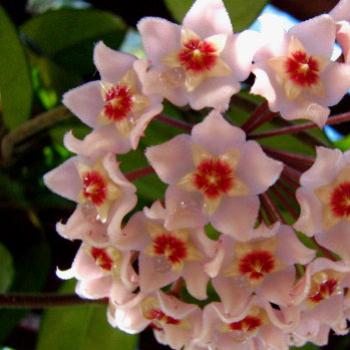 <b>4097 Mum's hoya Dubbo May'08 Kate/Sydney</b>