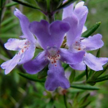 <b>7872 Westringia Native Rosemary Sydney Sept'08 Kate/Sydney</b>