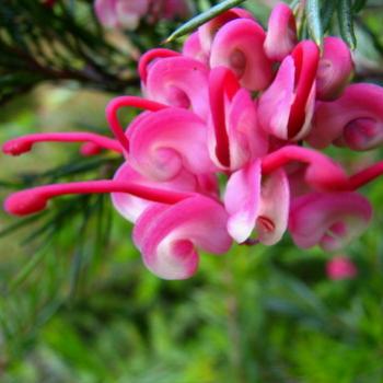 7875  tiny grevillea  Grevillea juniperina 'Rubra'  Proteaceae Sydney Sept'08 Kate/Sydney