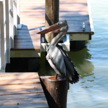 <b>8241 Australus Pelecanus Tincanus (AKA corrugated iron) Hawkesbury River Sept'08Kate/Sydney</b>