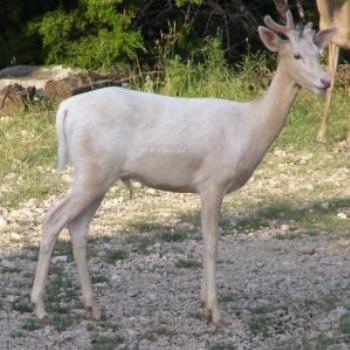 <b>Fallow Deer Kerrville TX</b>