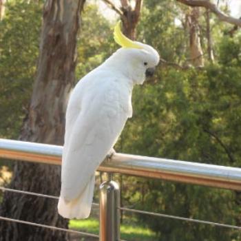 <b>Sulphur Crested Cockatoo for Gail</b>