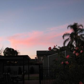 <b>4122 sunset pink at Maureen's Dubbo May'08 Kate/Sydney</b>