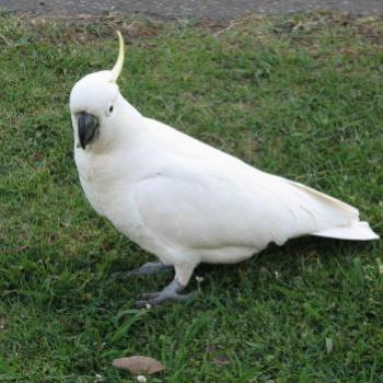 8620  "I'm just gathering seeds" Cockatoo on the side of the road Suburban Sydney Sept'08Kate/Sydney