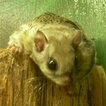 Flying Squirrel at Busch Wildlife Sanctuary in Jupiter, Florida