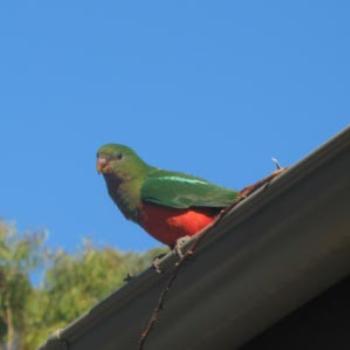 King Parrot Lorne Vic