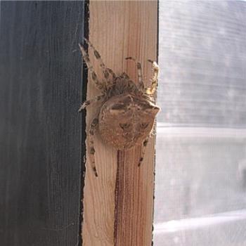 Fly control on my verandah