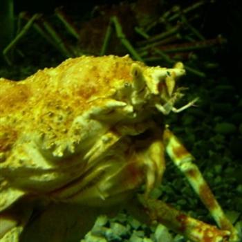 The Giant Japanese Crab at Tennessee Aquarium is one UGLY dude! - Jim from Jupiter