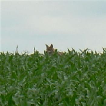 Coyote on the neighbor's farm in Dixon, Illinois, USA - Jim from Jupiter