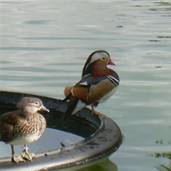 <b>Mandarin Ducks at Miami Metrozoo - Jim from Jupiter</b>