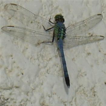 Blue Clearwing Dragonfly - Jim from Jupiter