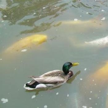 Mallard and Koi at Missouri Botanical Society's Japanese Garden - Jim from Jupiter