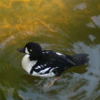 <b>Barrow's Goldeneye Duck - Jim from Jupiter</b>