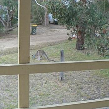 Kangaroo on the Front Lawn (Ian/Sydney)