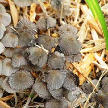 Mushrooms [Fungus]  Sue/OK