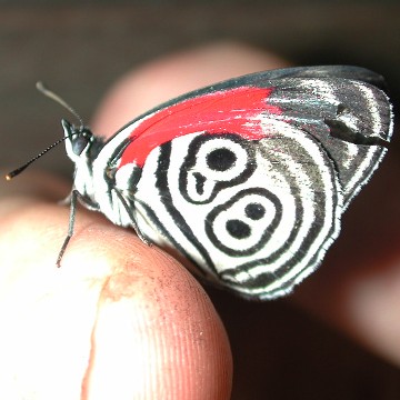 <b>Brazilian butterfly</b>