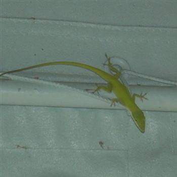 Green Anole inside my front awning in Florida - Jim from Jupiter