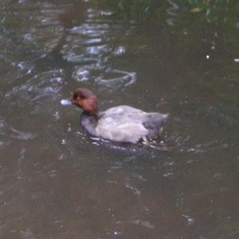 Redhead Duck - Jim from Jupiter