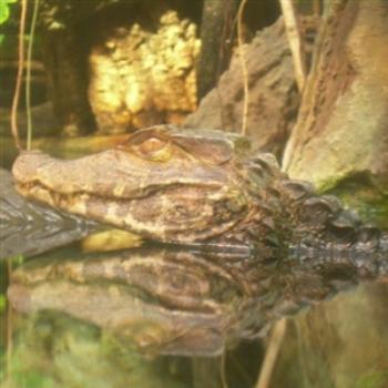 <b>Dwarf Caiman, thru the glass in the Amazon Rising Exhibit, Shedd Aquarium, Chicago - Jim from Jupiter</b>