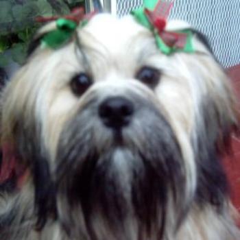 <b>Lhasa Apso Puppy</b>