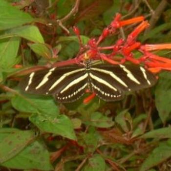 <b>Florida's State Butterfly, The Tiger Butterfly - Jim from Jupiter</b>