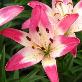 Pink & White Oriental Lilies Sue/OK