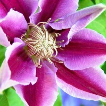 Clematis up close and personal   Sue/OK