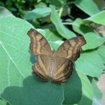 <b>Butterfly in the Insectarium - Jim from Jupiter</b>