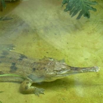 <b>False Gavial Crocodile in Reptile House, St. Louis Zoo - Jim from Jupiter</b>