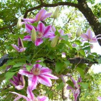 <b>Clematis growing over the arbor  Sue/OK</b>